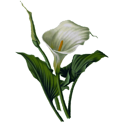 Image of Arum Lily - Armistice Day
