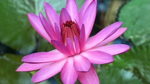 Image de fleur de lotus - Atelier de yoga