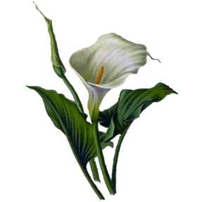 Graphic of arum lily - Holiday rentals