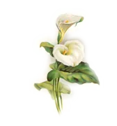 arum for home-left Arum for home left