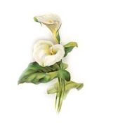 arum for home-right Image of Arum lily