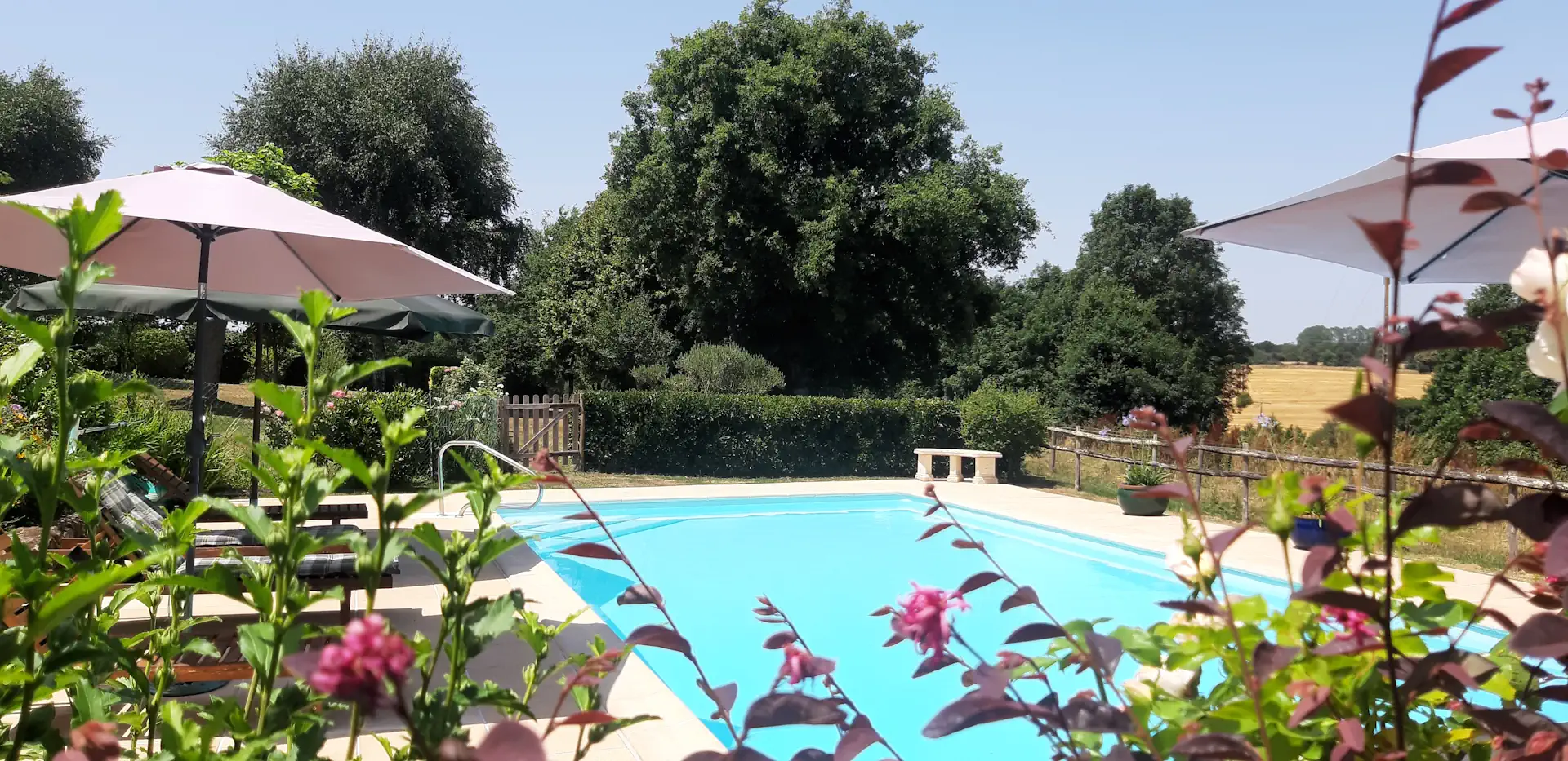 Pool through bushes Pool through bushes